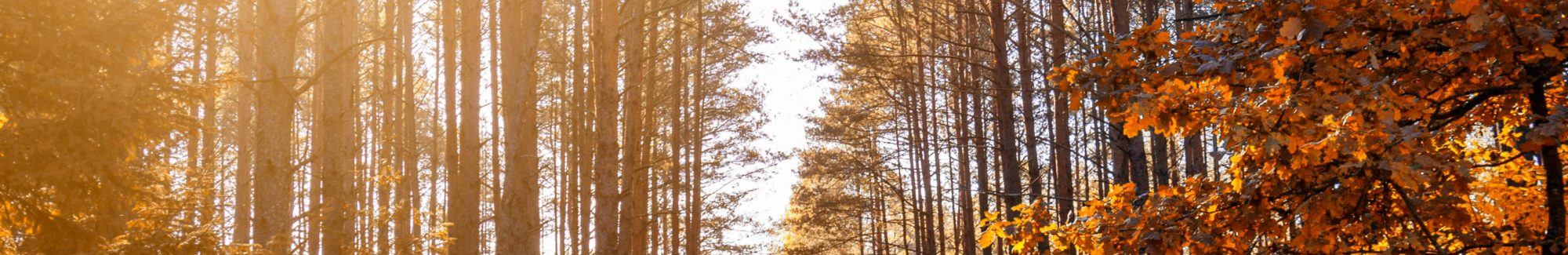 Marcher: entre fragilité et puissance